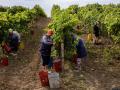 Українське виноробство посеред зони бойових дій 