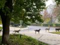 Собаки у Краматорську стояли в черзі, щоб поїсти