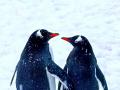 Антарктичне кохання: пінгвіни на станції Вернадського