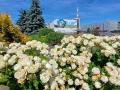 Чорнобильська АЕС потопає у квітах: який вигляд має станція зараз