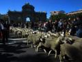 Мадрид окуппировали овцы