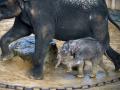 Малыш-слоненок в Ганноверском зоопарке