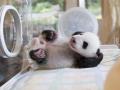 Крошечный детеныш гигантской панды