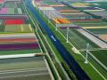 Цветочные поля в  Голландии