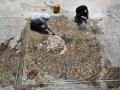 Византийская мозаика обнаружена при дорожном строительстве