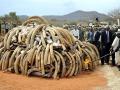 Сожжение контрабандной слоновой кости в Кении
