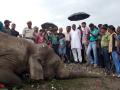 Поезд сбил трех слонов в Индии