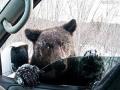 Медведь забрел в детский сад в Нижневартовске