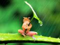 Лягушка под зонтом