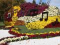Выставка хризантем на Певческом Поле