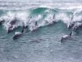 Дельфинья волна