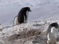 Пингвин-воришкка