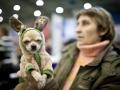В Киеве открылись сразу две выставки собак