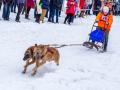 Под Харьковом собаки тянули лыжников и сани