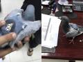 В Кувейте таможенники поймали голубя, прилетевшего из Ирака с рюкзачком наркотиков