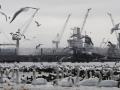 В Ильичевском порту зимуют тысячи птиц 