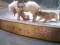 Тигр та левиця напали на коня в цирку — моторошне відео