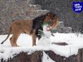 Зима у Київському зоопарку: сніговик та лев