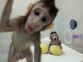 Китайцы успешно клонировали обезьян