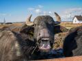 Возрождение легенды: как карпатский буйвол стал туристической «изюминкой» Закарпатья