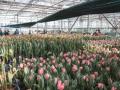 В Киеве одновременно зацвели 70 тысяч тюльпанов