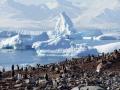Пінгвіни, тюлені та крижана краса: екологи показали морське життя в Антарктиці 