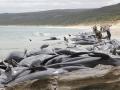 В Австралії 150 чорних дельфінів викинулися на берег 