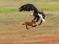 Уникальные фото: орлан отбирает добычу лисы