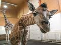 В одесском биопарке родился жирафенок