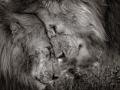 Снимок двух львов признан лучшей натуралистической фотографией на конкурсе в Лондоне