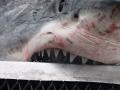 «Челюсти»: пасть акулы-людоеда