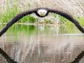 У Канаді фотограф-аматор зняв неймовірне фото білоголового орлана 