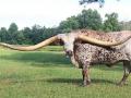 Самые большие рога: бык-рекордсмен