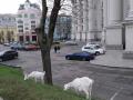 Кози під українським МЗС