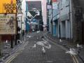 Чайки на пустых британских улицах