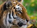 У тигрицы в нью-йоркском зоопарке обнаружили коронавирус