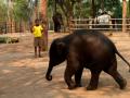 Слоны на карантине: в Таиланде животные отдыхают от туристов