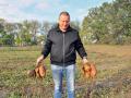 На юге Одесской области в разгаре уборка органического батата