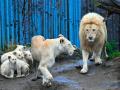 Леви в чеському зоопарку