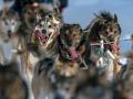 Собачьи бега на Аляске