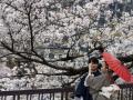 У Японії зацвіла сакура - найраніше за понад тисячу років