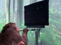 Стартап Маска показал видео с играющей в видеоигры обезьяной