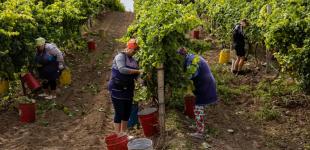 Українське виноробство посеред зони бойових дій 
