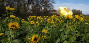 Вогонь та соняшники: танкісти потужно б’ють ворога 