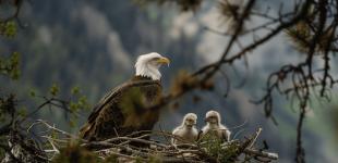 Цей птах будує найбільше у світі гніздо: який вигляд воно має