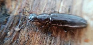 У Чорнобильському заповіднику виявили вимираючий вид жука Борос Шнайдера.