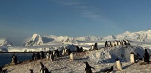 Тисячі пінгвінів повернулися на станцію «Академік Вернадський»: кадри вражають