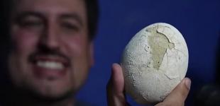 Сенсаційна знахідка: вчені виявили яйце динозавра віком 70 мільйонів років