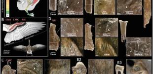 Археологи розкопали ритуальну фігурку жінки та птаха, створену 12 тисяч років тому