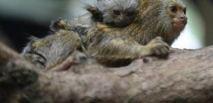 Найменша у світі мавпа може поміститися в долоню: який вигляд вона має